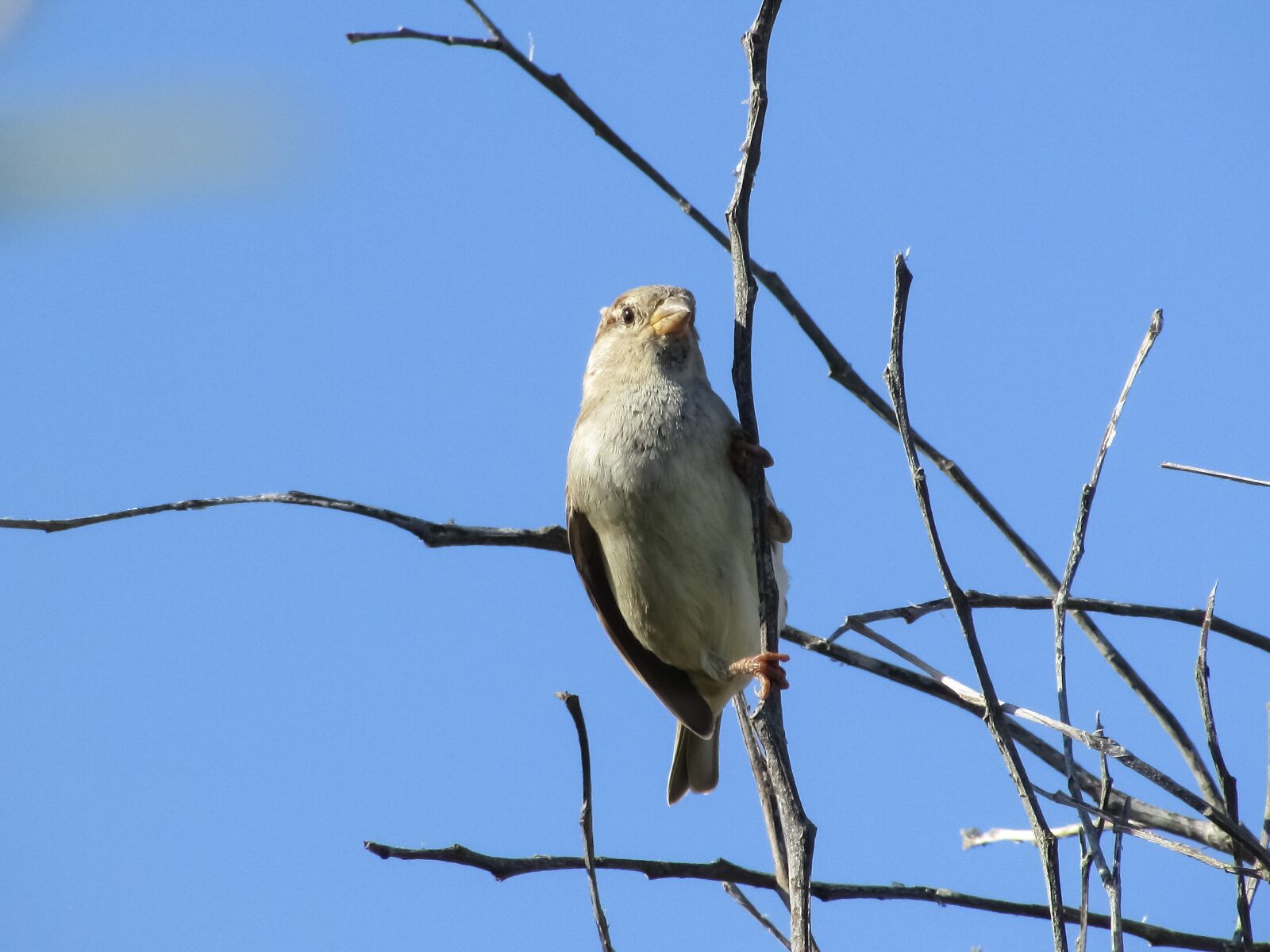 Canon PowerShot SX400 IS sample photo. Sparrow, bird, looking photography