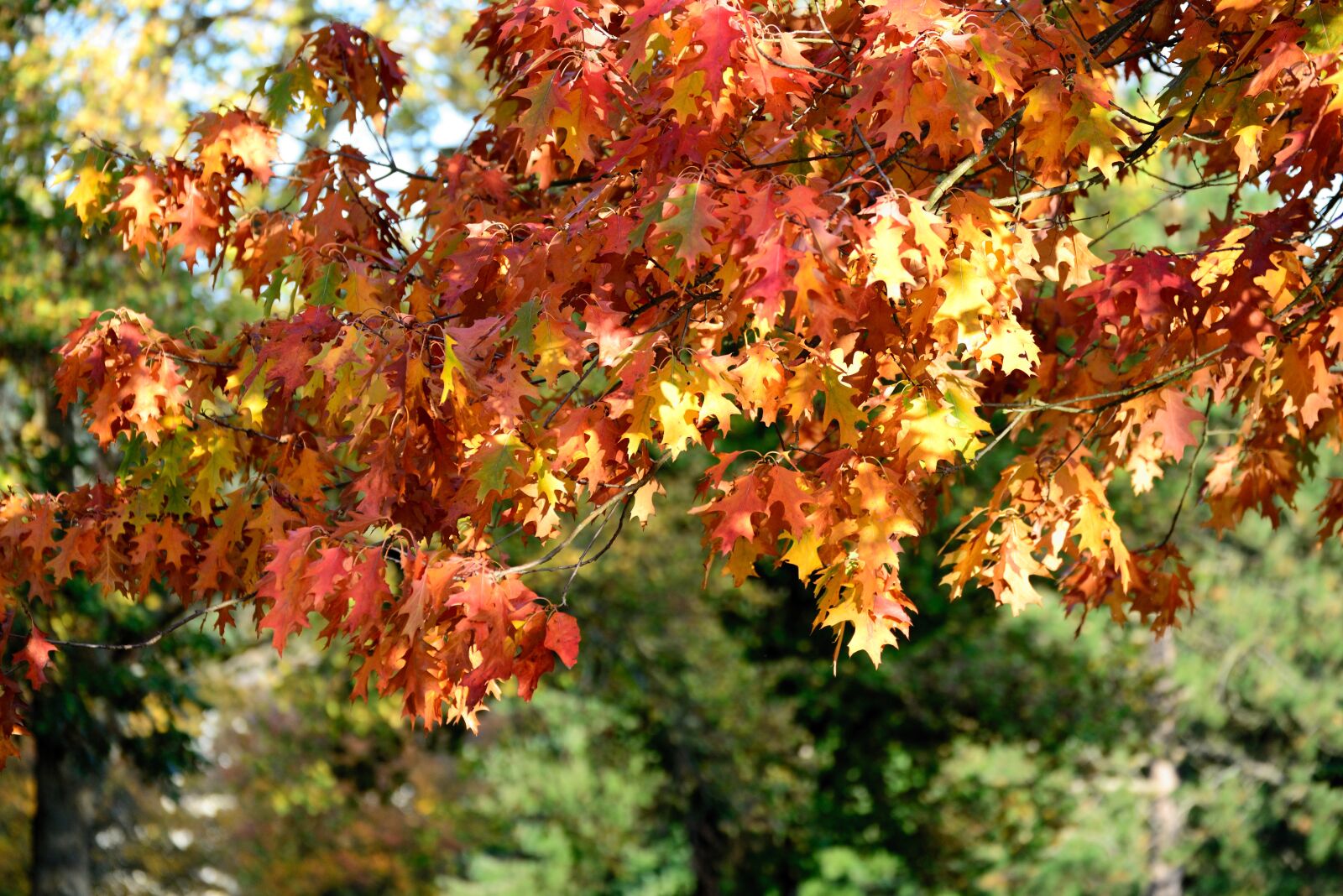 Nikon D610 sample photo. Fall foliage, leaves, oak photography