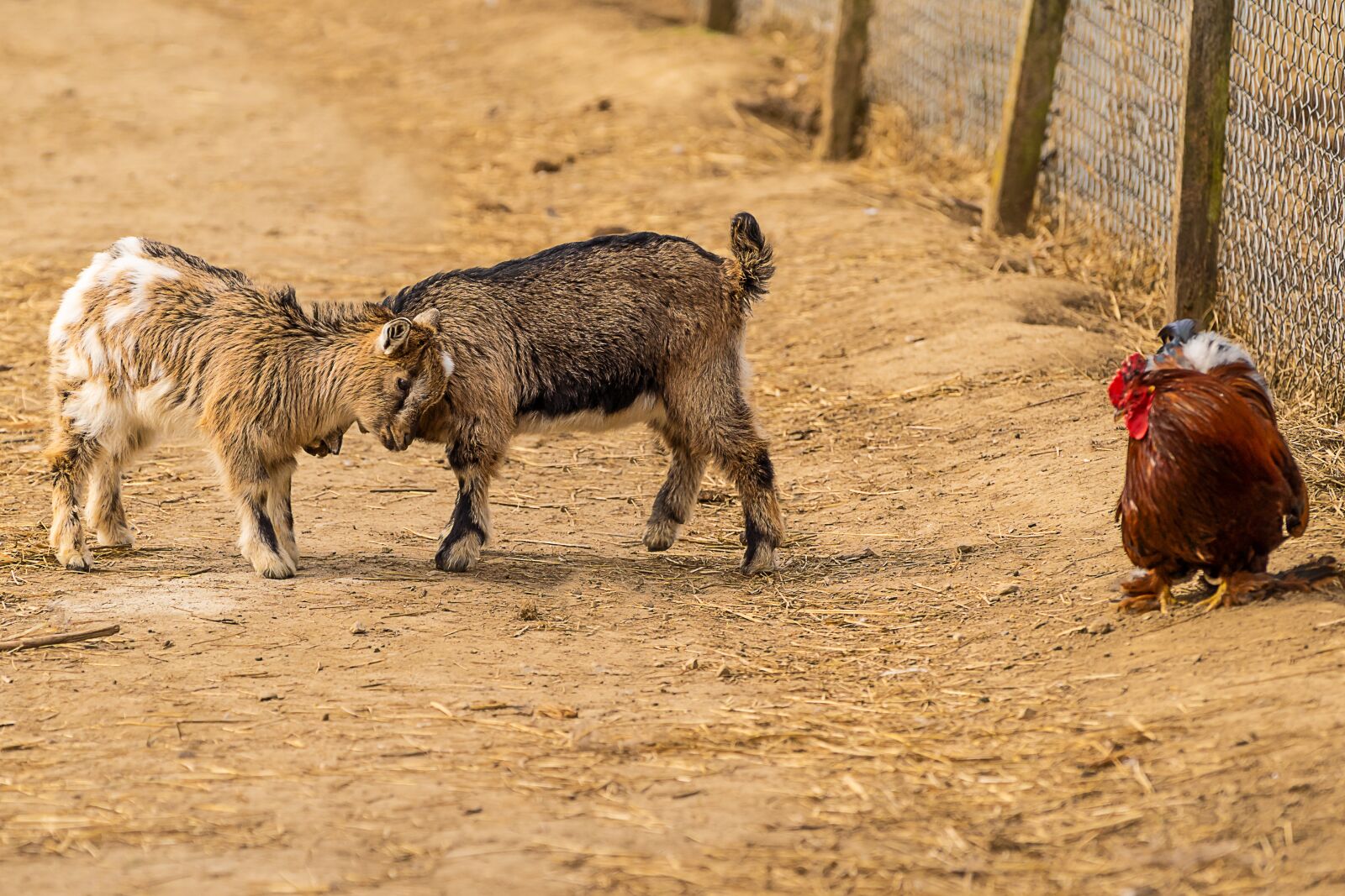 Sony a7 III + Sony FE 70-200mm F4 G OSS sample photo. Animal, goat, baby goats photography