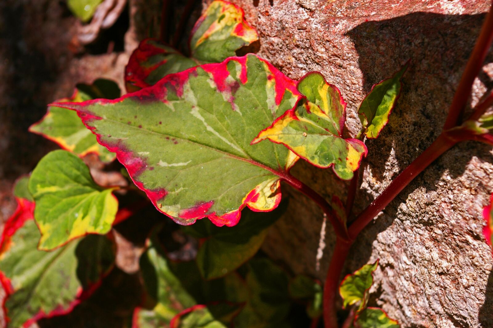 Pentax *ist DL2 sample photo. Colorful leaf, leaf, colorful photography