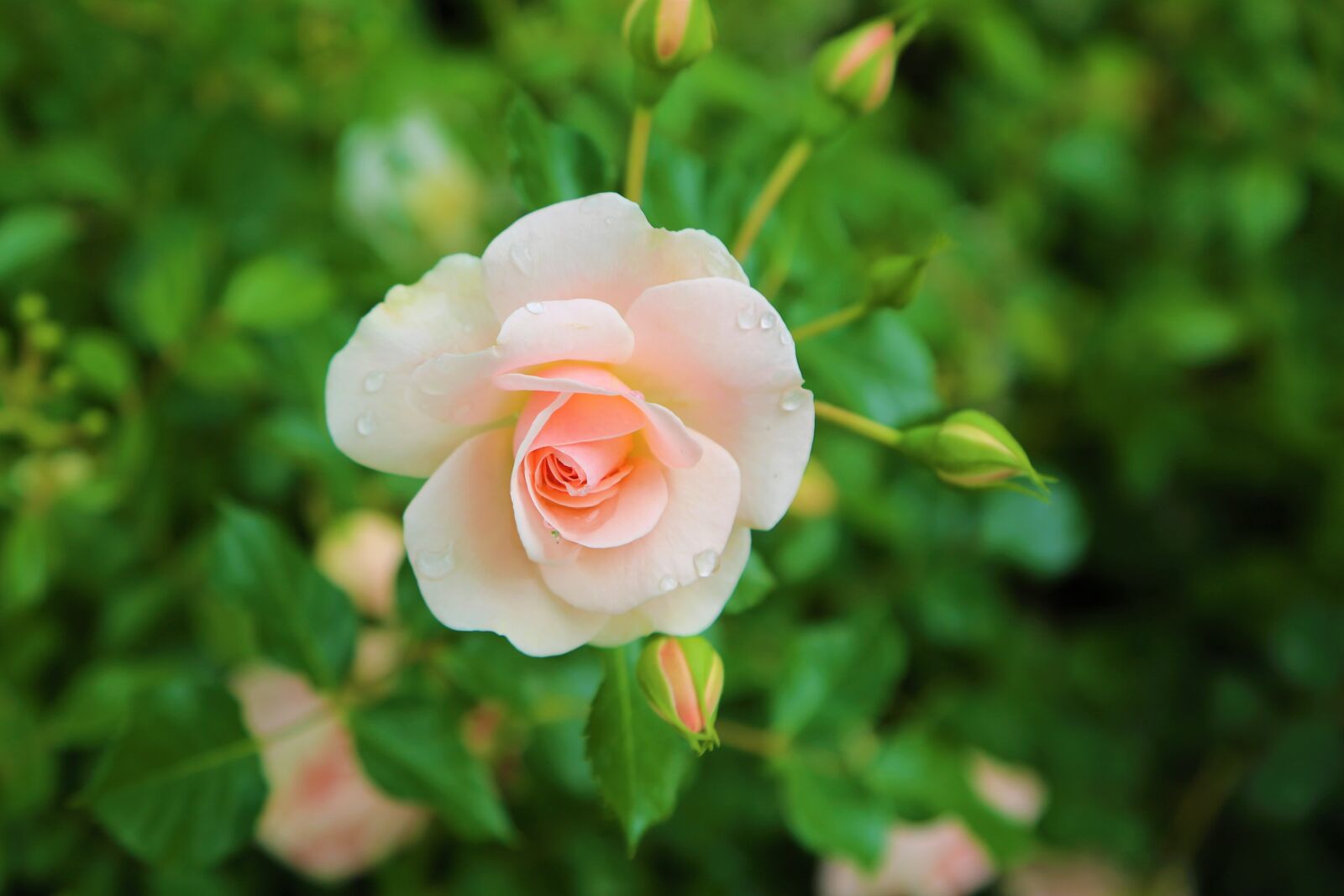 Canon EF 24-105mm F4L IS USM sample photo. Rose, red, plant photography