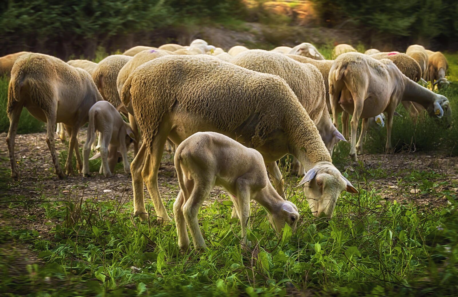 Nikon D3200 sample photo. Lamb, sheep, flock photography