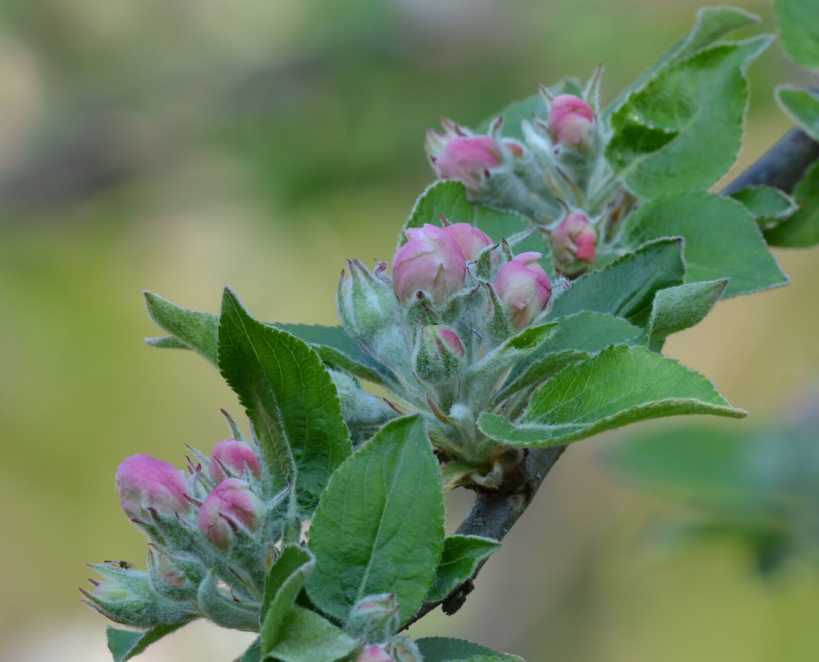 Nikon D5100 sample photo. Nature, spring, flower photography