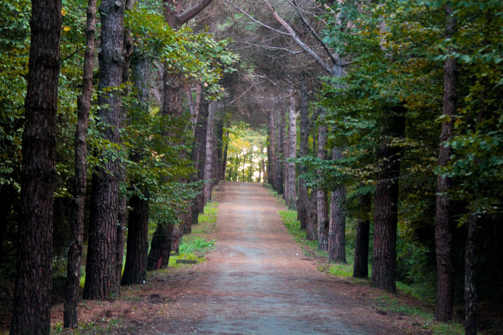 Canon EOS 700D (EOS Rebel T5i / EOS Kiss X7i) sample photo. Nature, landscape, forest photography