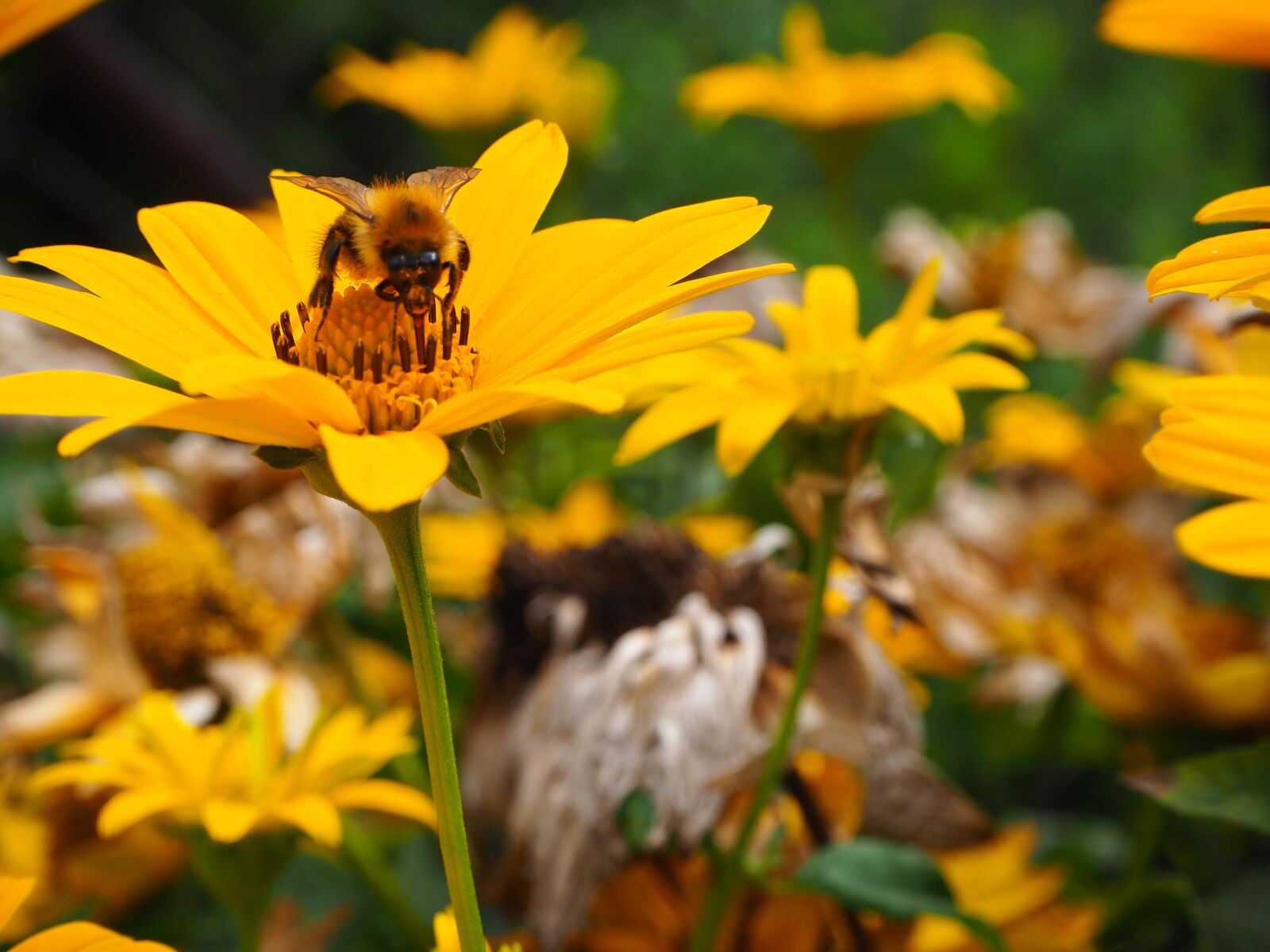 Olympus OM-D E-M10 II sample photo. Flower, flower power, sunflower photography