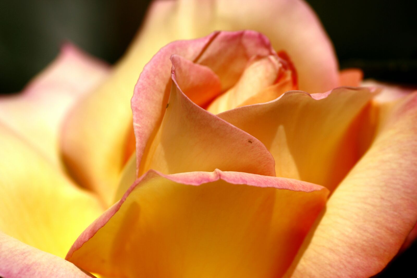 Canon EF-S 55-250mm F4-5.6 IS II sample photo. Rose, clean, flower photography