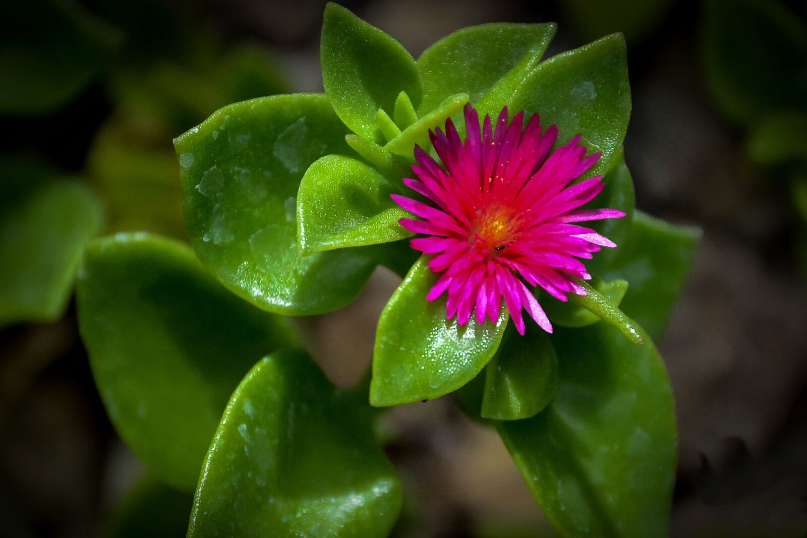 Nikon D7100 sample photo. Flower red, flowers, garden photography