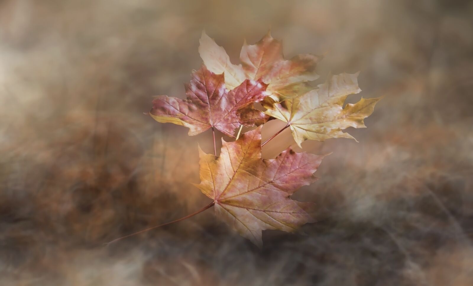 Canon EOS 5D Mark IV sample photo. Leaf, foliage, autumn photography