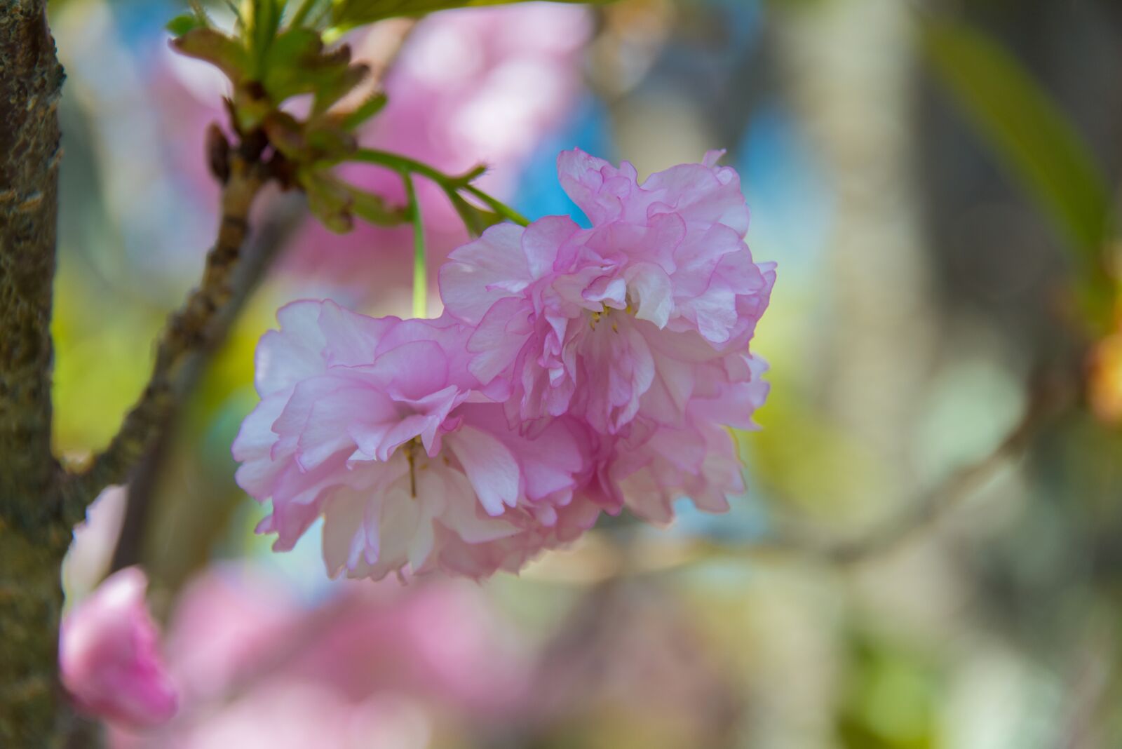 Nikon D800 sample photo. Flowers, spring, pink photography