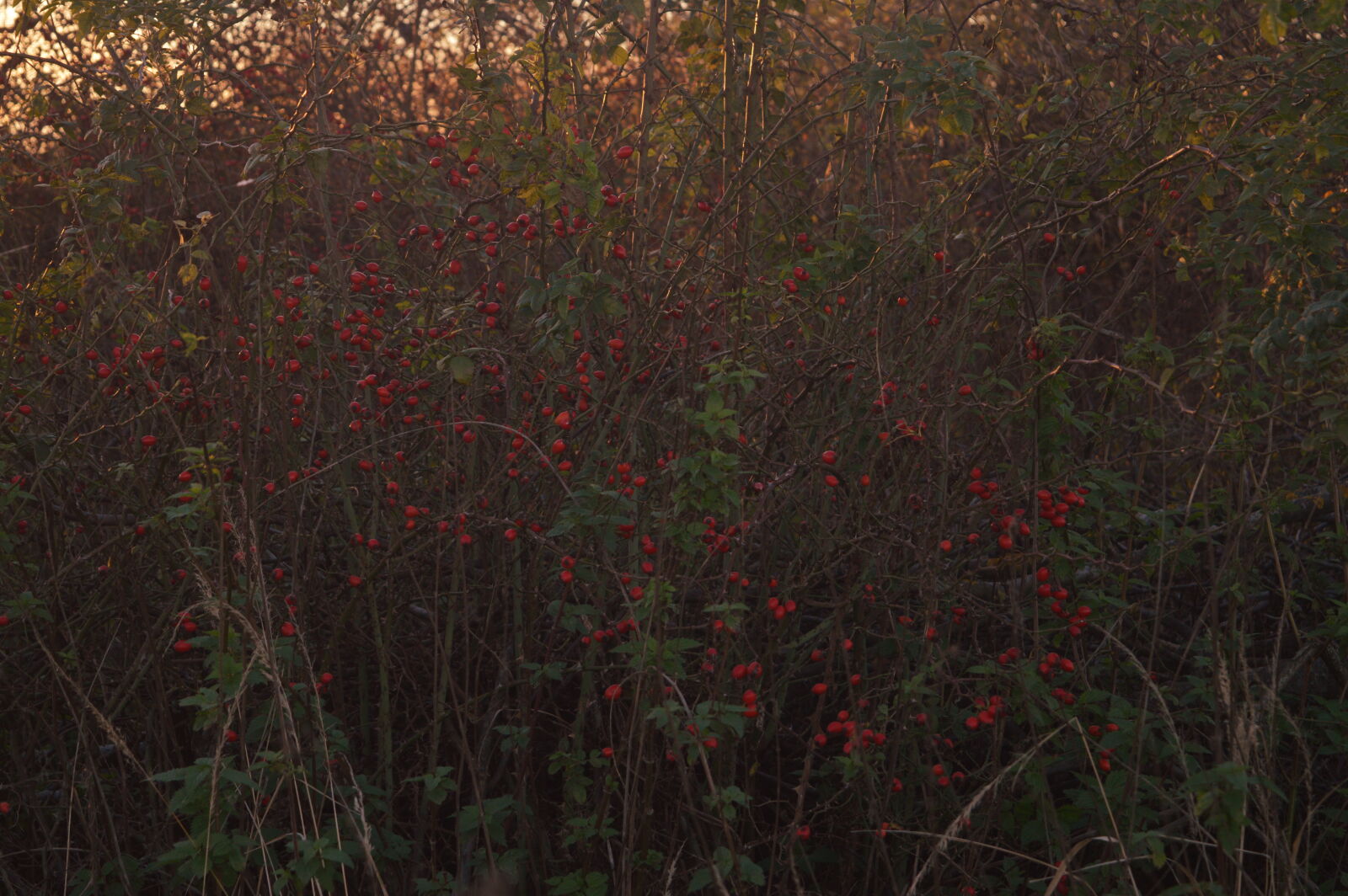 Nikon D3200 sample photo. Nature photography