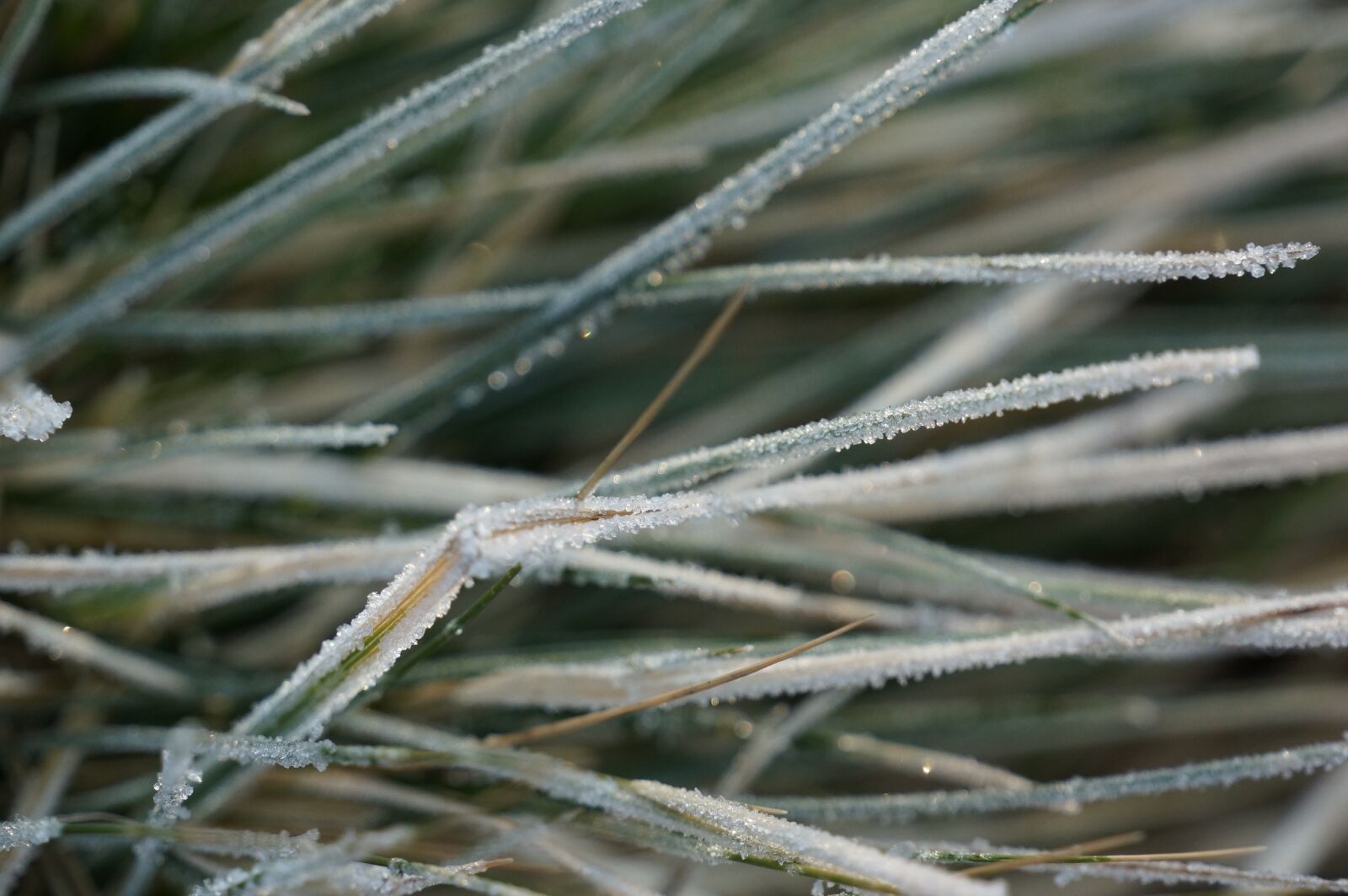 Sony E 18-200mm F3.5-6.3 OSS sample photo. Frost, plant, winter photography