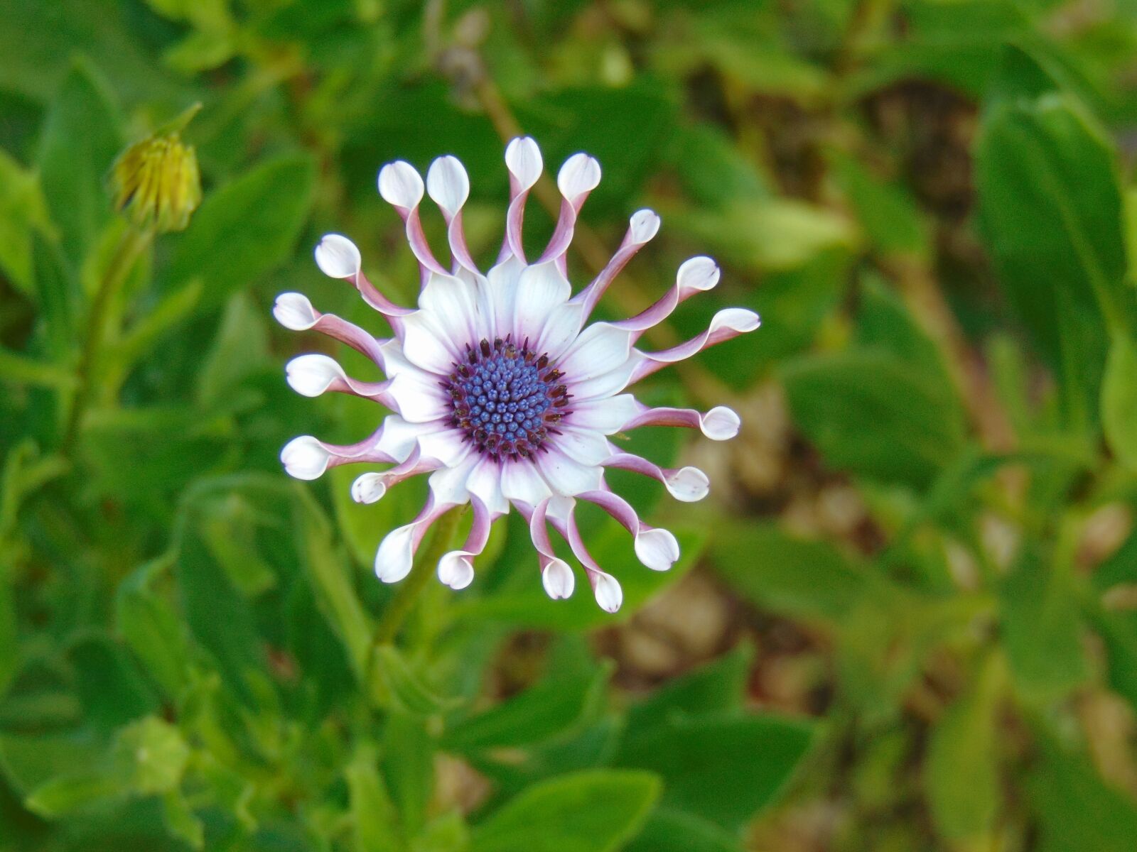 Sony Cyber-shot DSC-H300 sample photo. Beauty of flower, costa photography