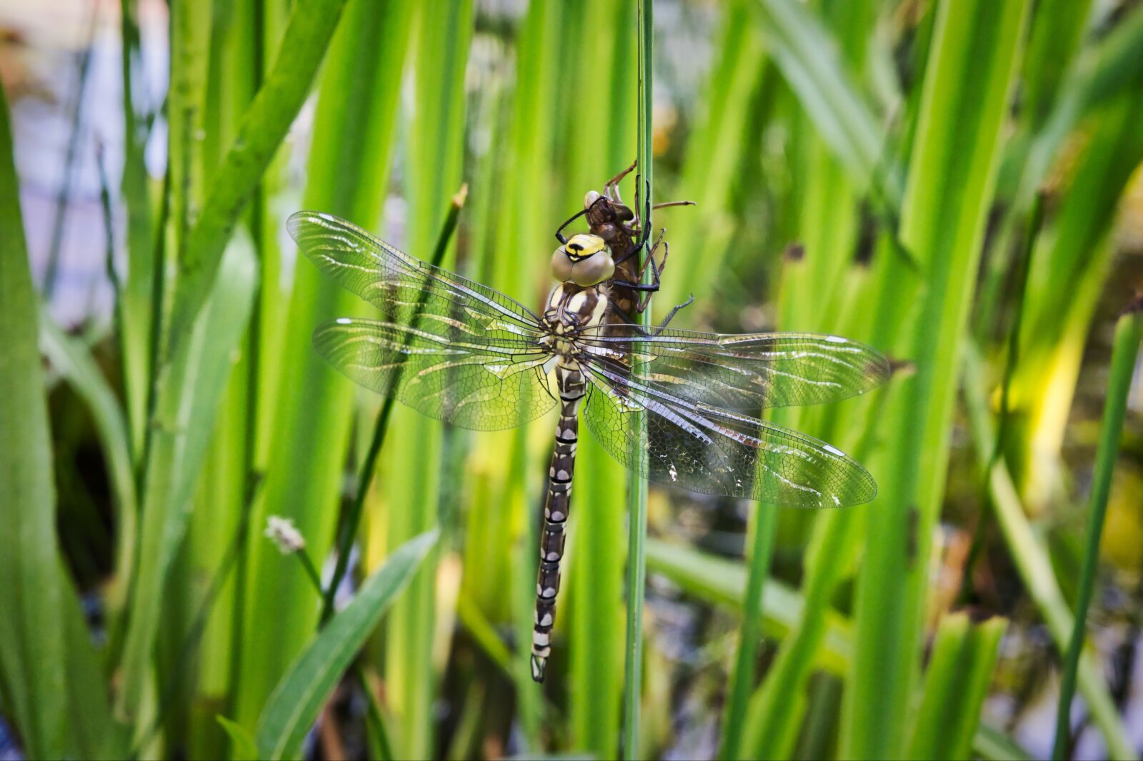Nikon Nikkor Z 24-70mm F4 S sample photo. Nature, dragonfly, green photography