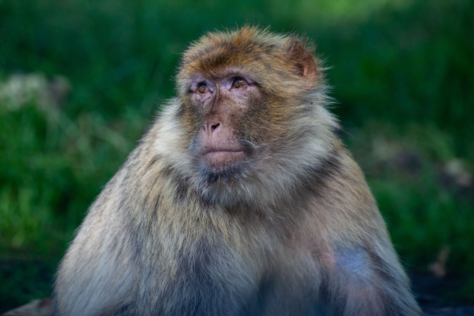 150-600mm F5-6.3 DG OS HSM | Contemporary 015 sample photo. Barbary macaque, mature barbary photography