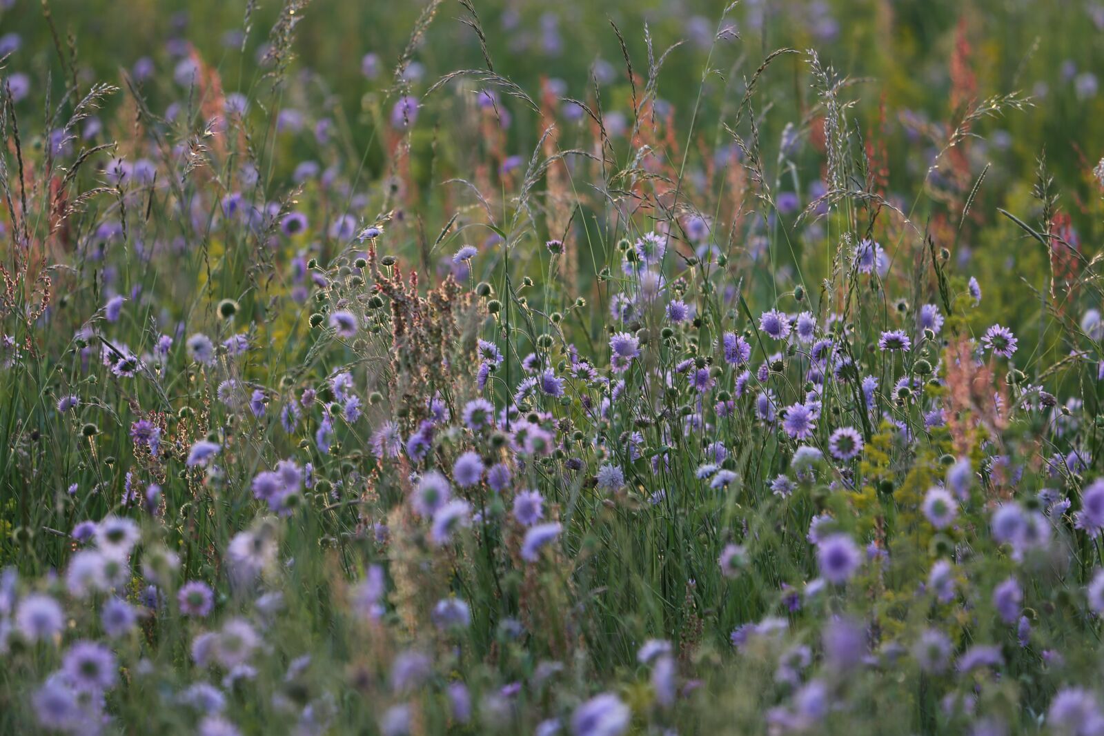 Canon EF 70-300 F4-5.6 IS II USM sample photo. Meadow widow flowers, blooming photography
