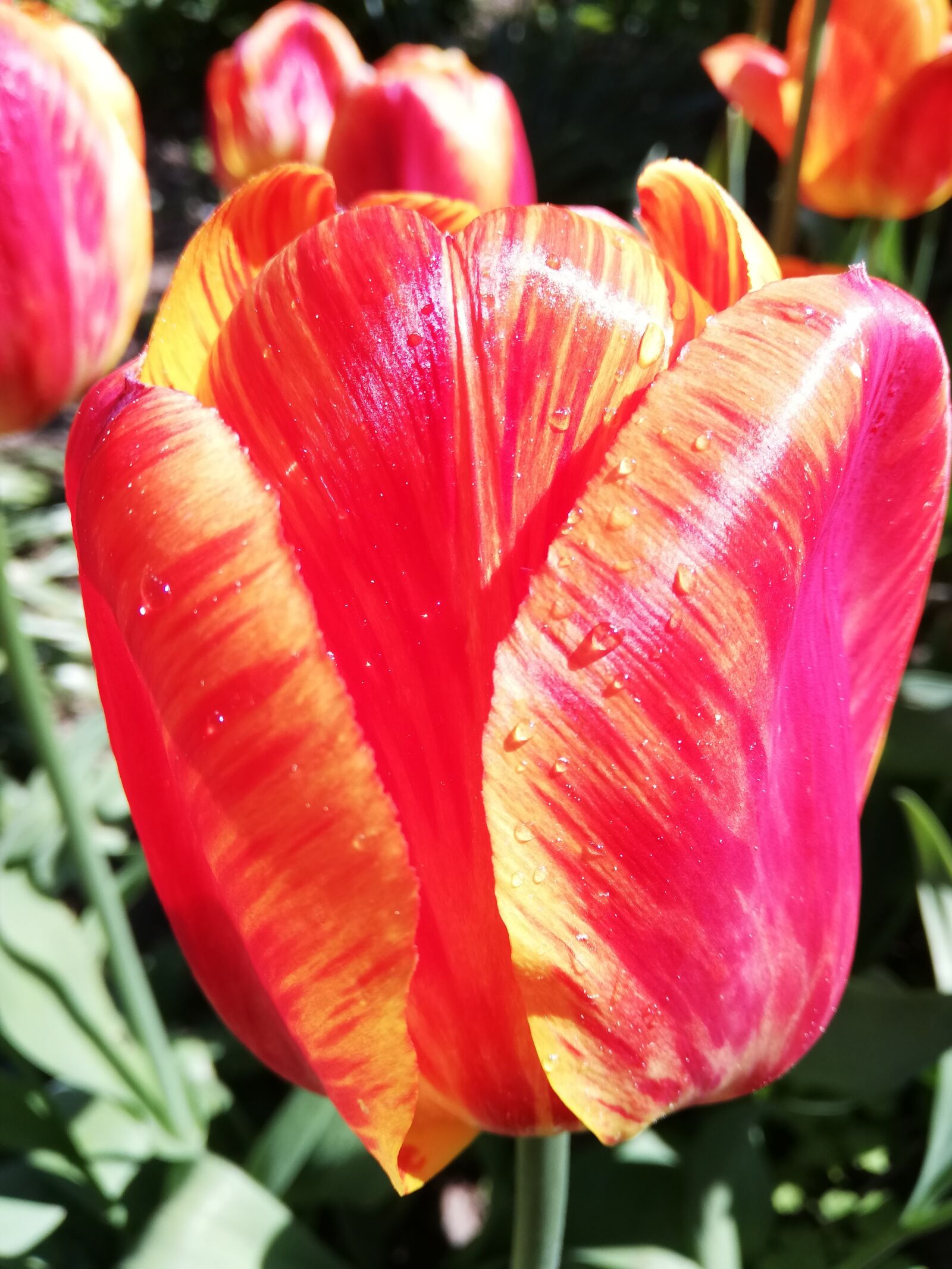 HUAWEI P20 lite sample photo. Tulips, red, flowers photography