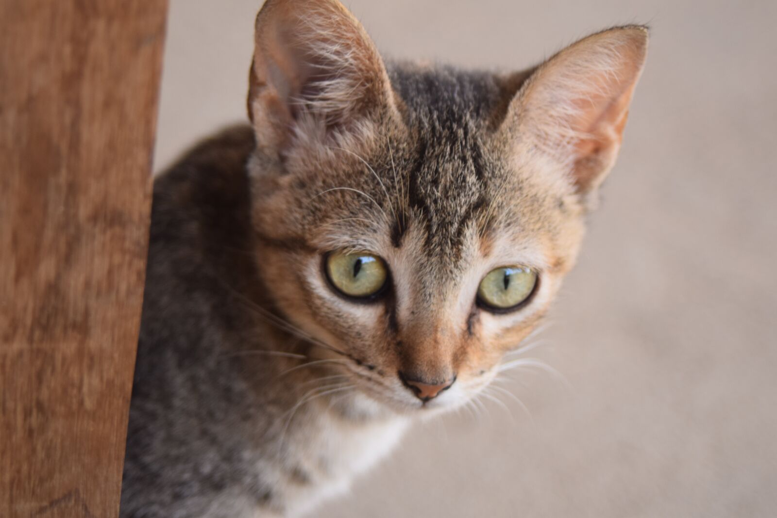 Nikon D3300 sample photo. Gata, domestic animals, cat photography
