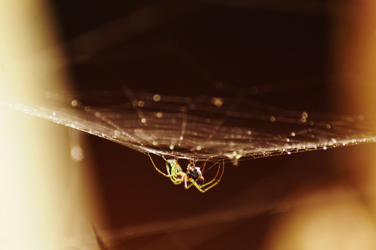 Sony SLT-A55 (SLT-A55V) sample photo. Insects, nature, armenia photography