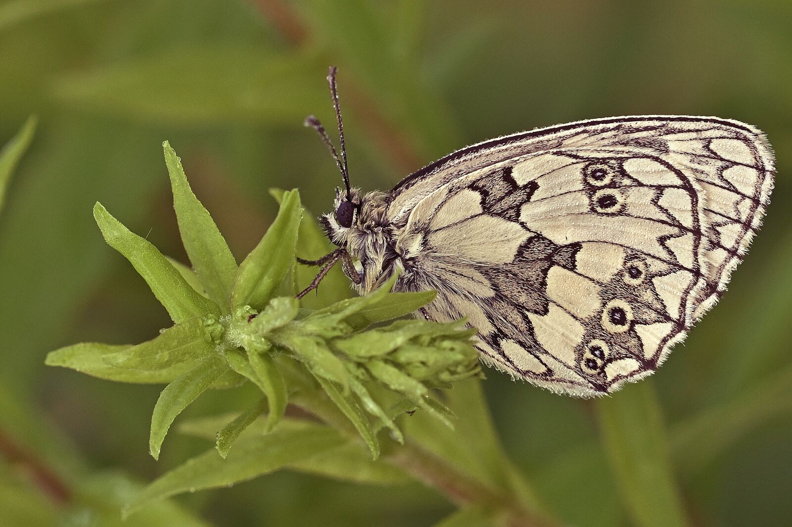 Nikon D5200 sample photo. Butterfly, marbled white, insect photography