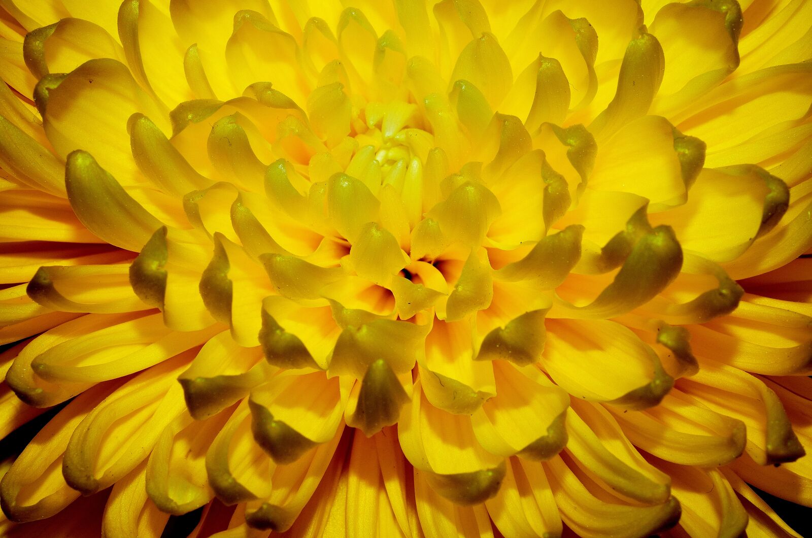 Nikon D5100 sample photo. Yellow, flower, happy photography