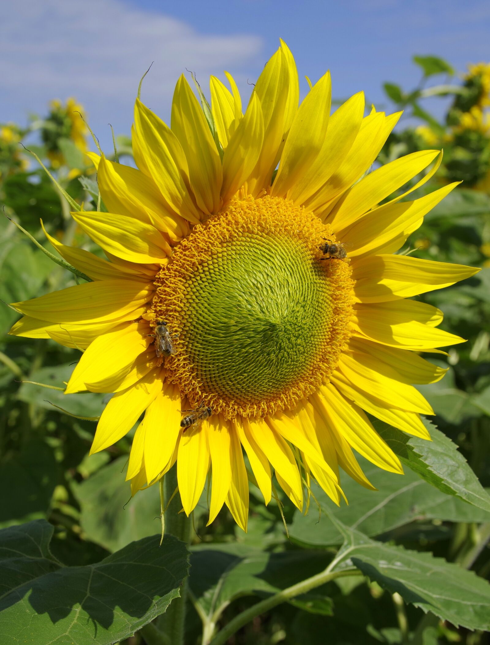 Pentax K-S2 sample photo. Sunflowers, field, flower photography