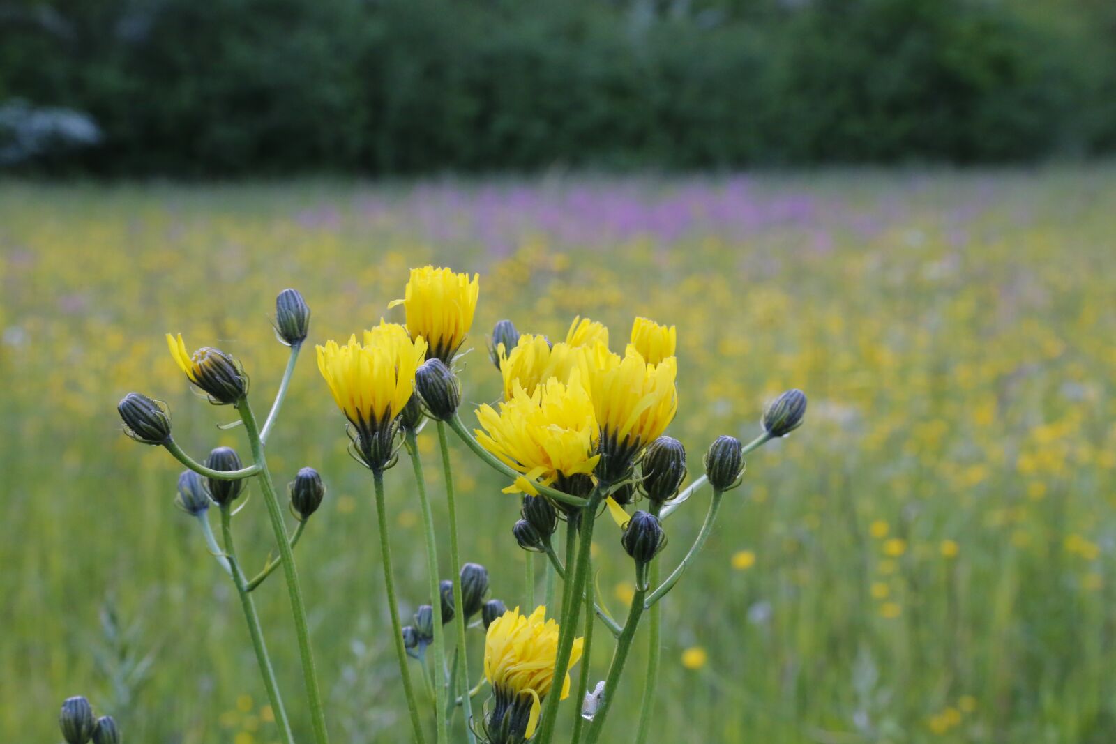 Canon EOS 6D sample photo. Flower, wild flower, meadow photography