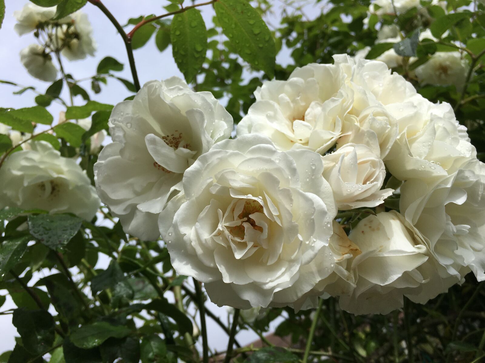 Apple iPhone 6s Plus sample photo. Rose, flowers, roses photography