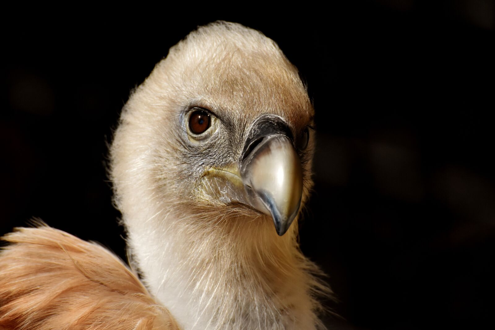 Nikon D7200 sample photo. Vulture, bird, bird of photography