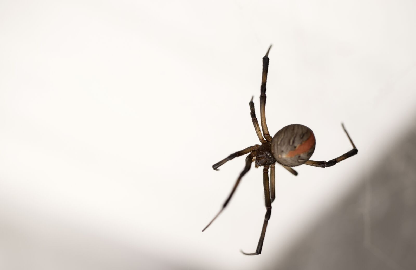 Canon EOS 250D (EOS Rebel SL3 / EOS Kiss X10 / EOS 200D II) sample photo. Spider, arachnid, insect photography