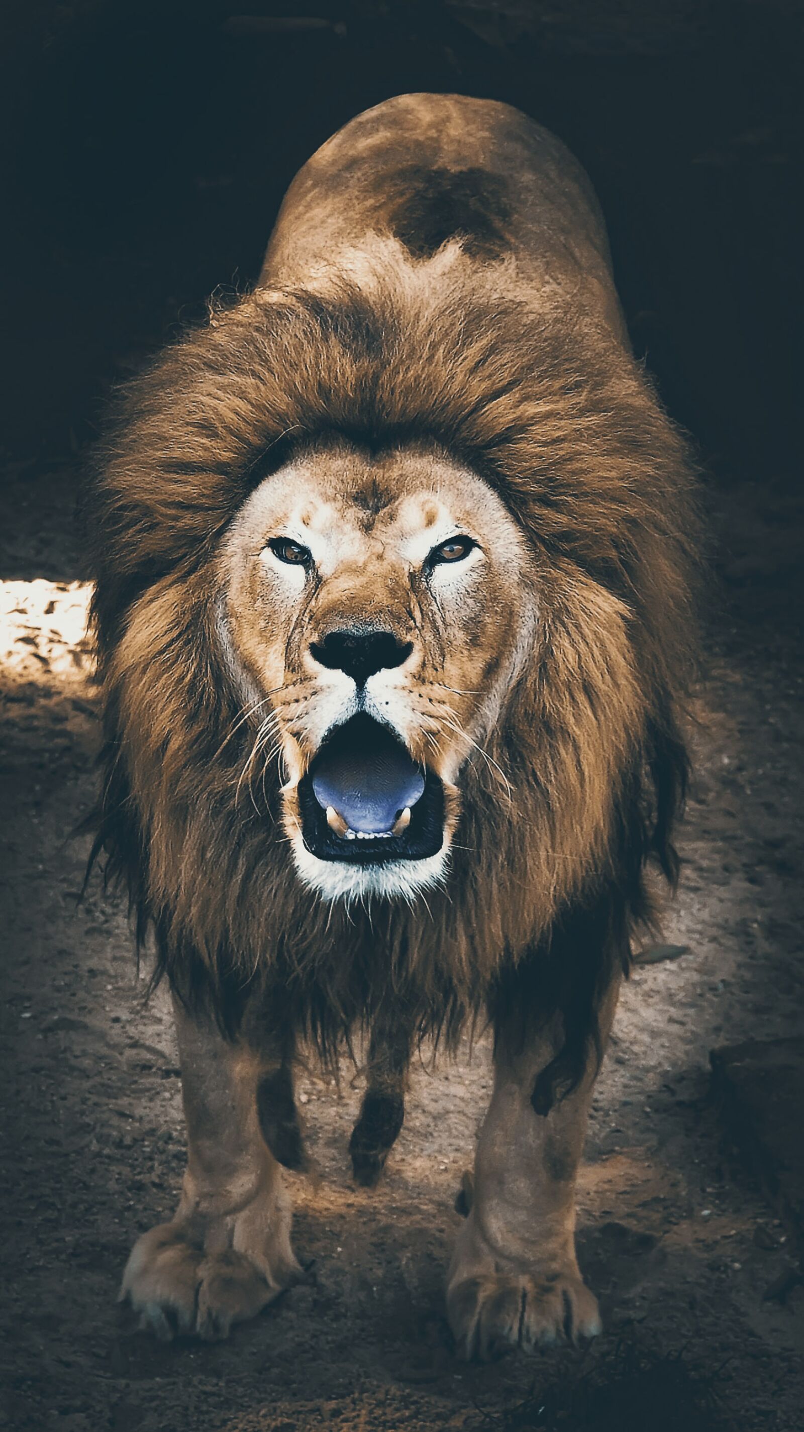 Nikon D60 sample photo. Lion, jungle, savage photography