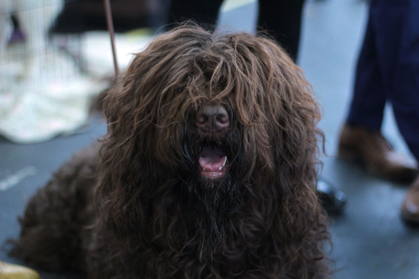 Canon EOS 600D (Rebel EOS T3i / EOS Kiss X5) + Canon EF 50mm F1.8 STM sample photo. Dog, dogshow, brown photography