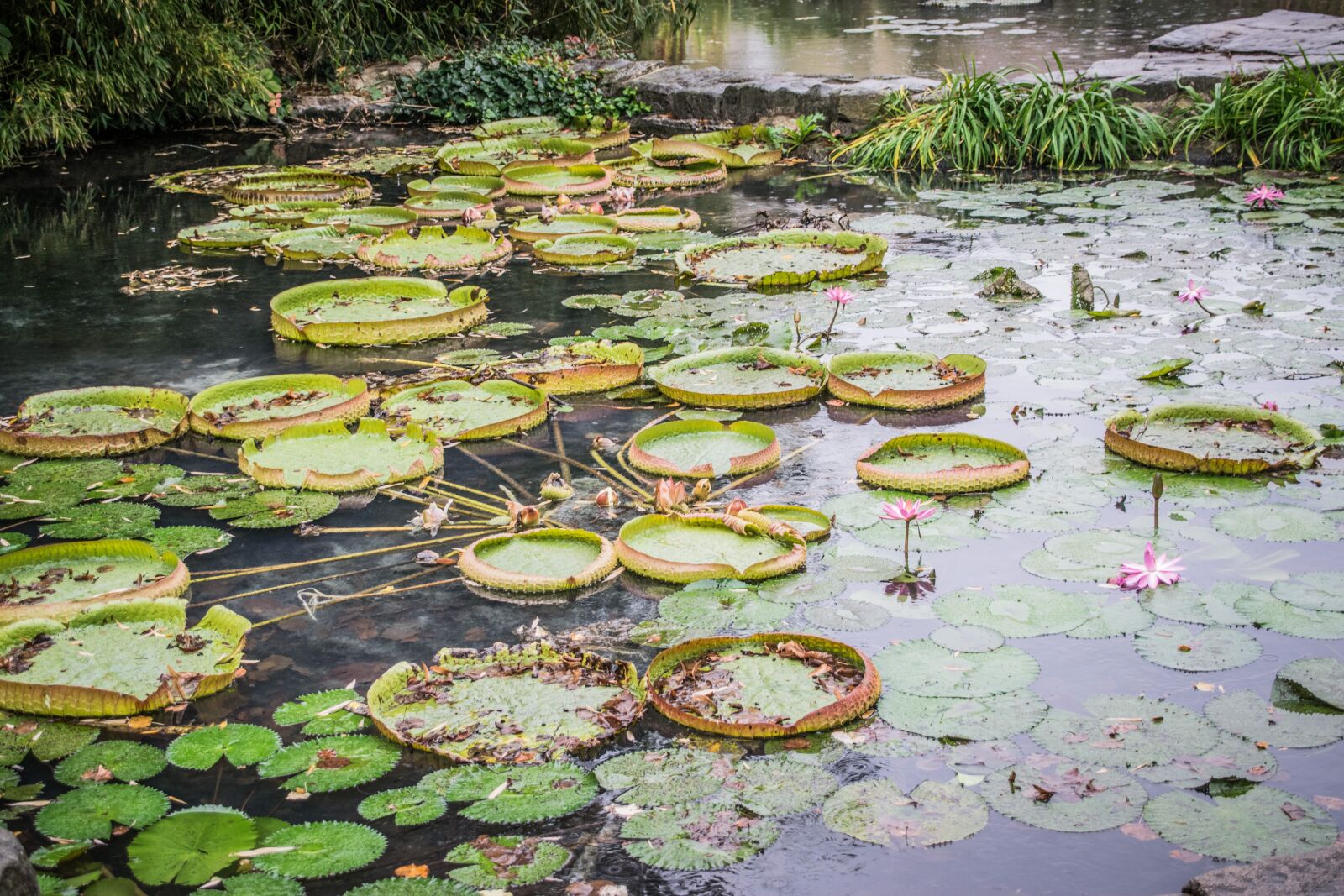 Nikon D5300 sample photo. Victoria, royal, waterlilies photography