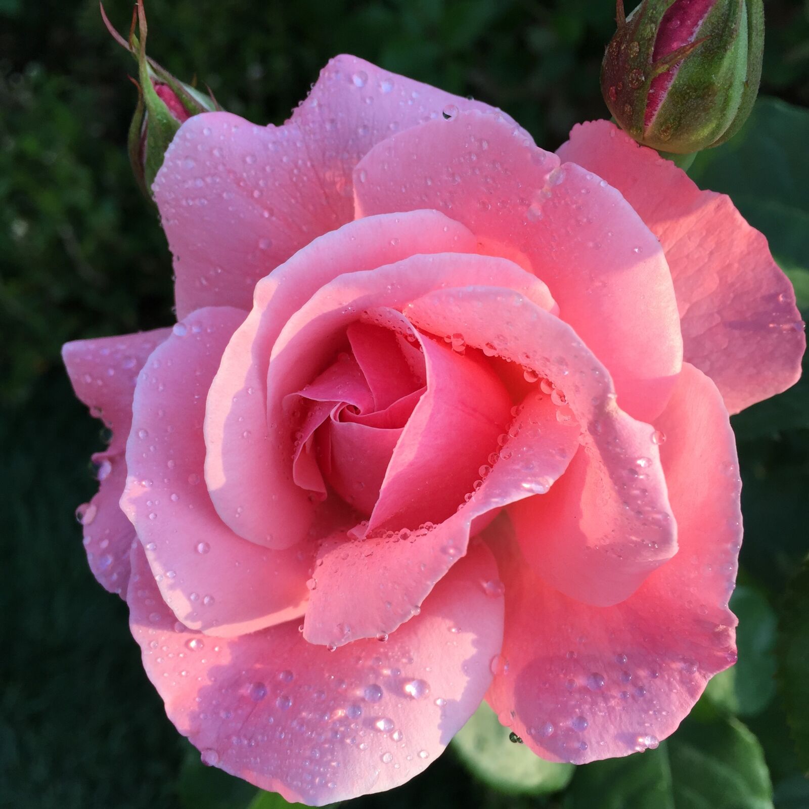 Apple iPhone 6 sample photo. Rose, flowers, trickle photography