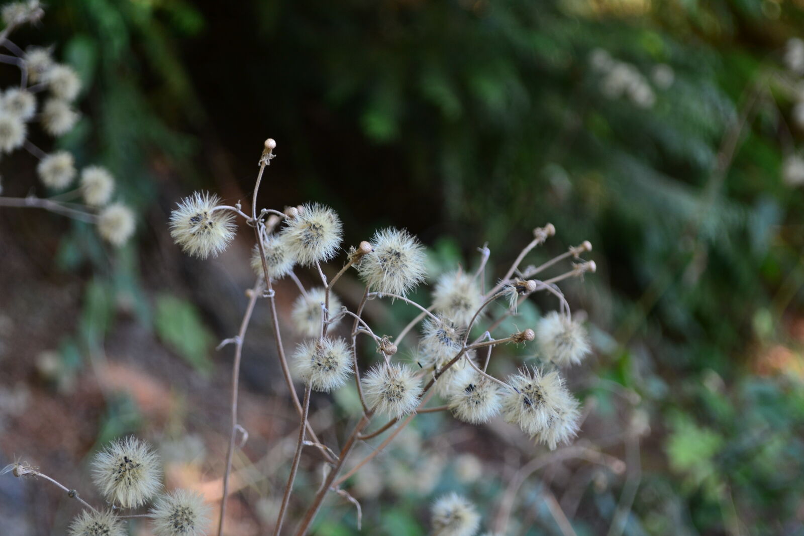 Nikon D3100 sample photo. Dandelion, green, plant, plants photography