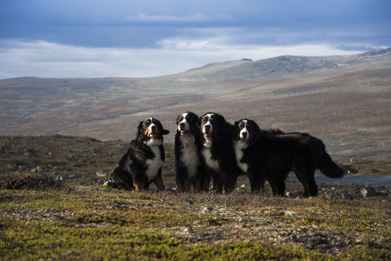Nikon D7200 sample photo. Swiss mountain dogs, dogs photography