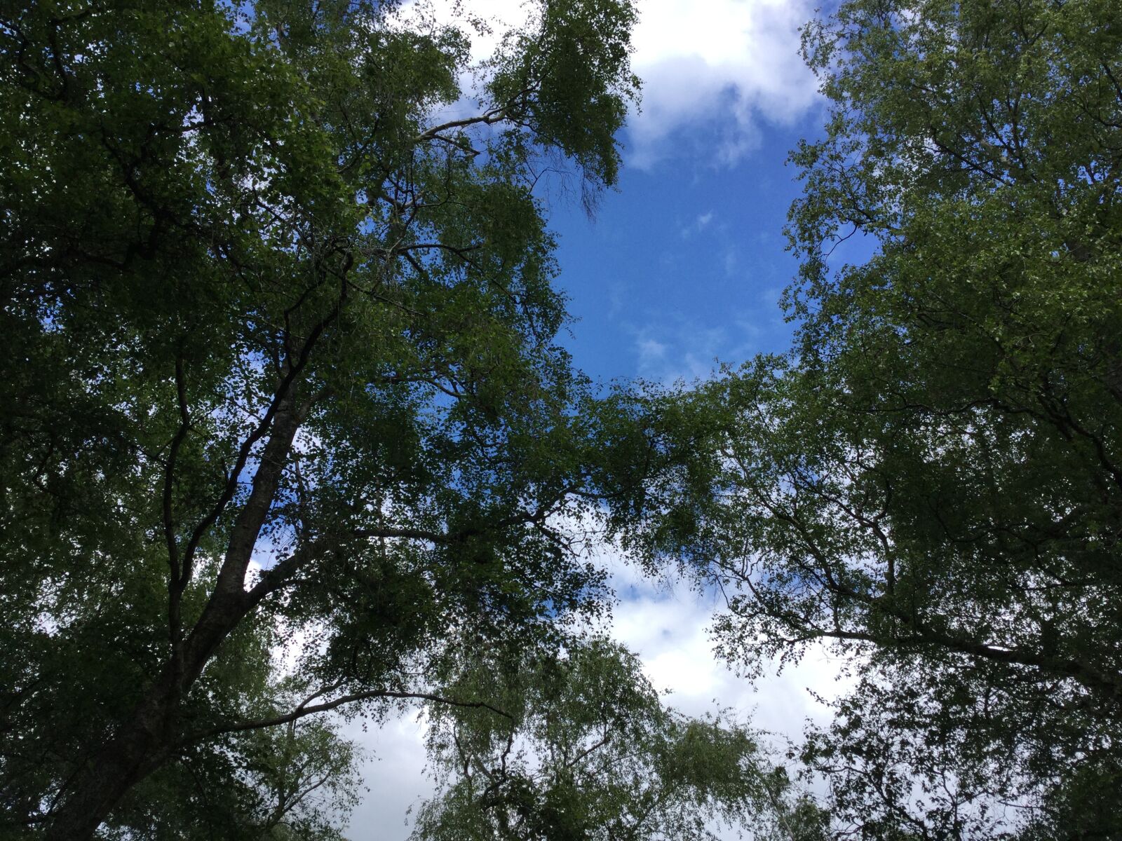iPad Air 2 back camera 3.3mm f/2.4 sample photo. Sky, canopy, trees photography