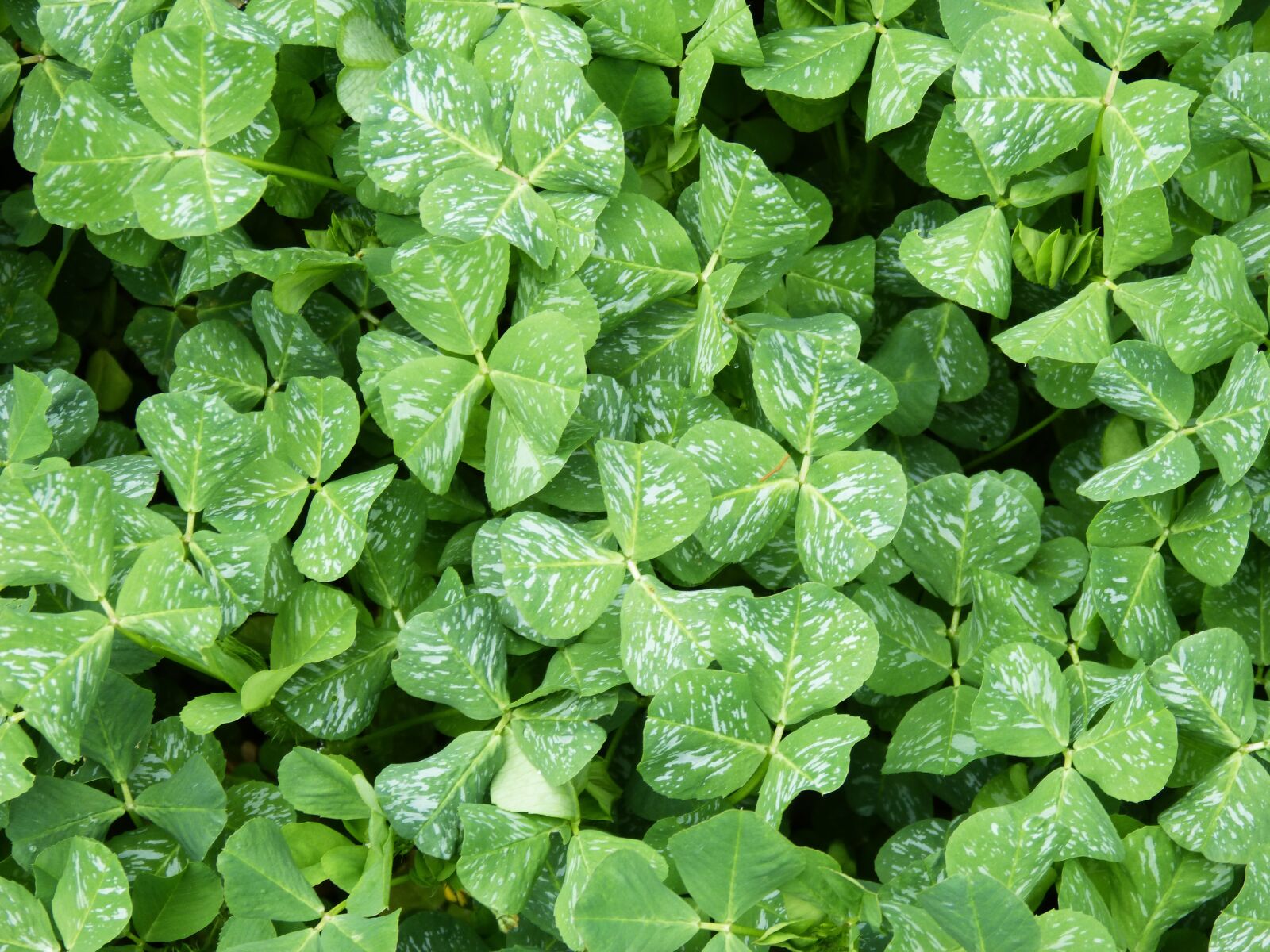 Panasonic DMC-FZ62 sample photo. Clover, clubs, green carpet photography