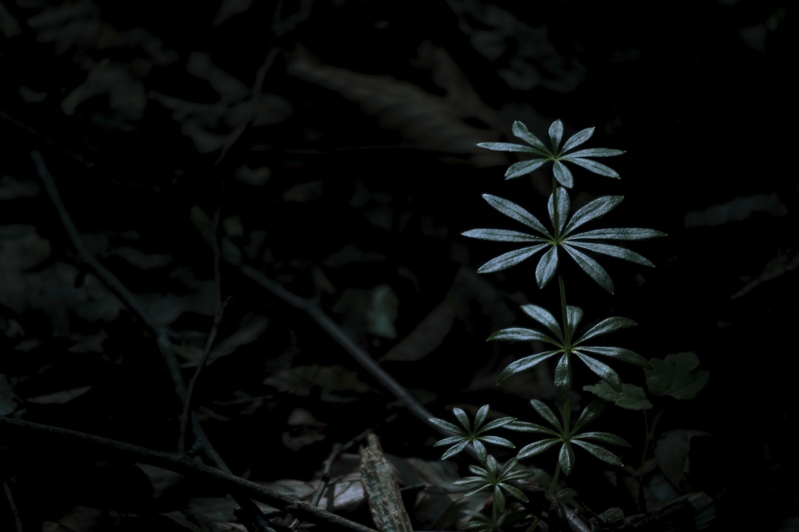 Canon EF-M 55-200mm F4.5-6.3 IS STM sample photo. Northern iran, mazandaran province photography