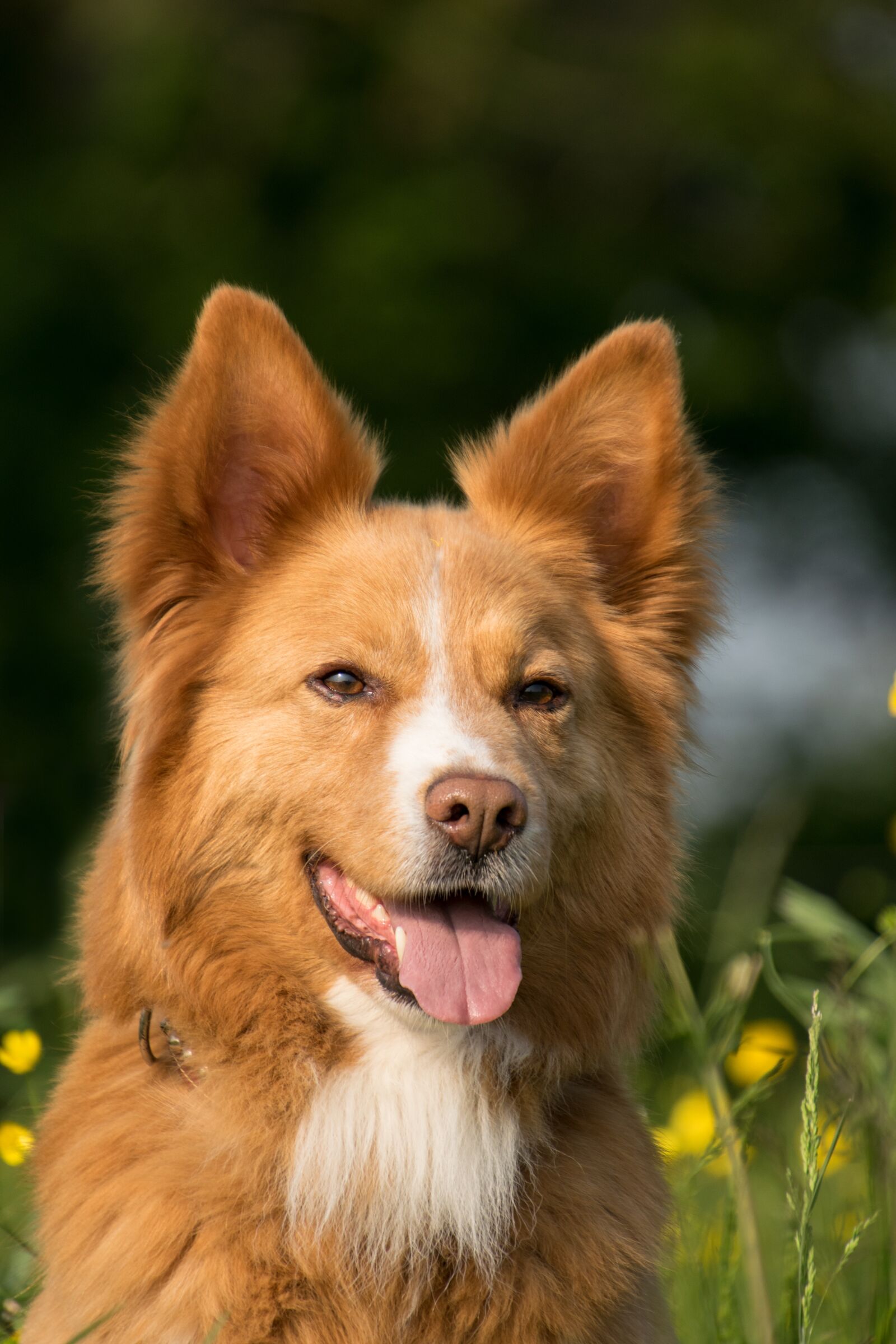 Nikon D3300 sample photo. Dog, portrait, tongue photography