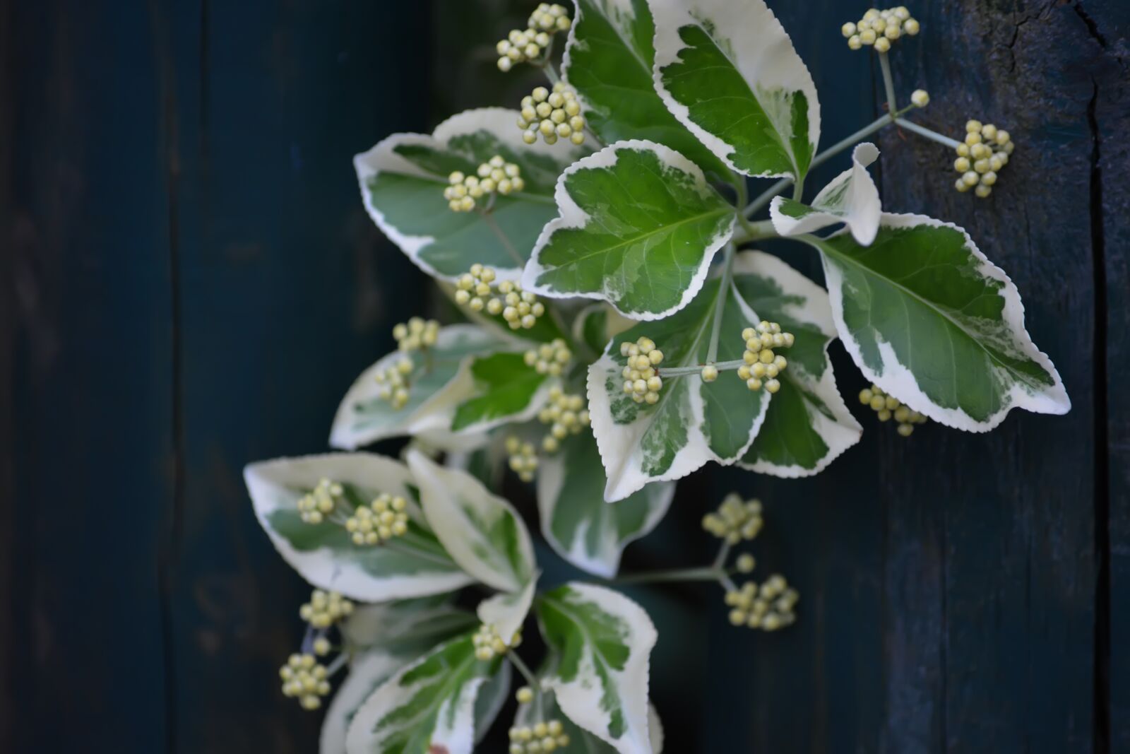 Nikon D5200 sample photo. Wall, leaves, branch photography
