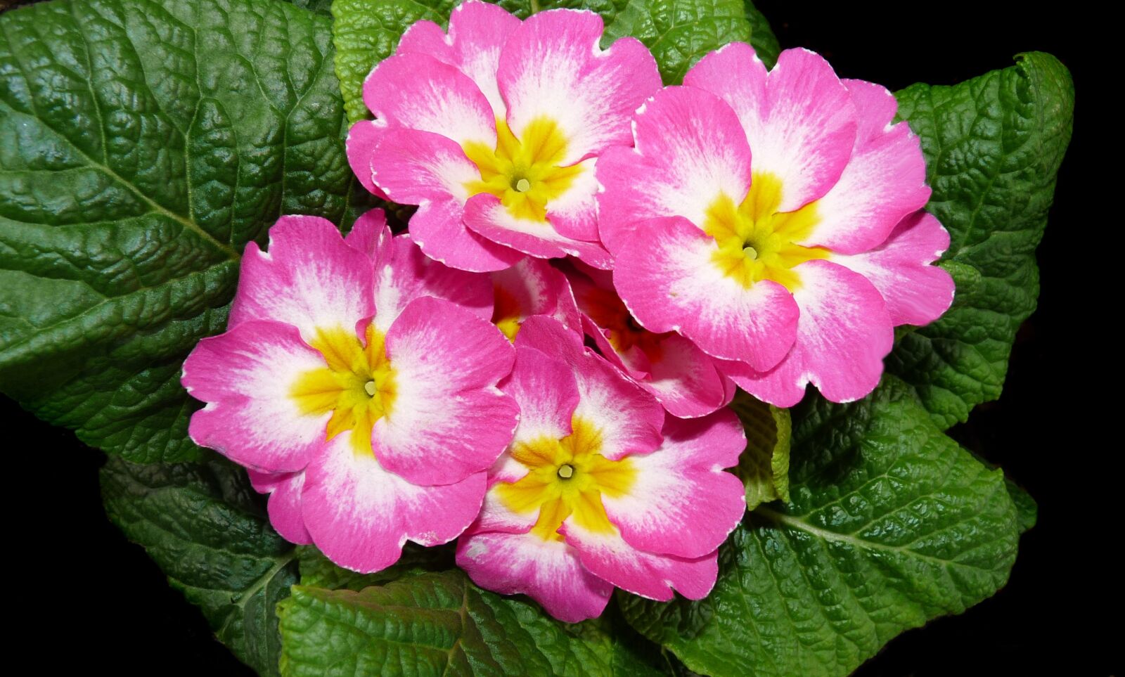 Panasonic Lumix DMC-FZ28 sample photo. Primrose, pink, plant photography