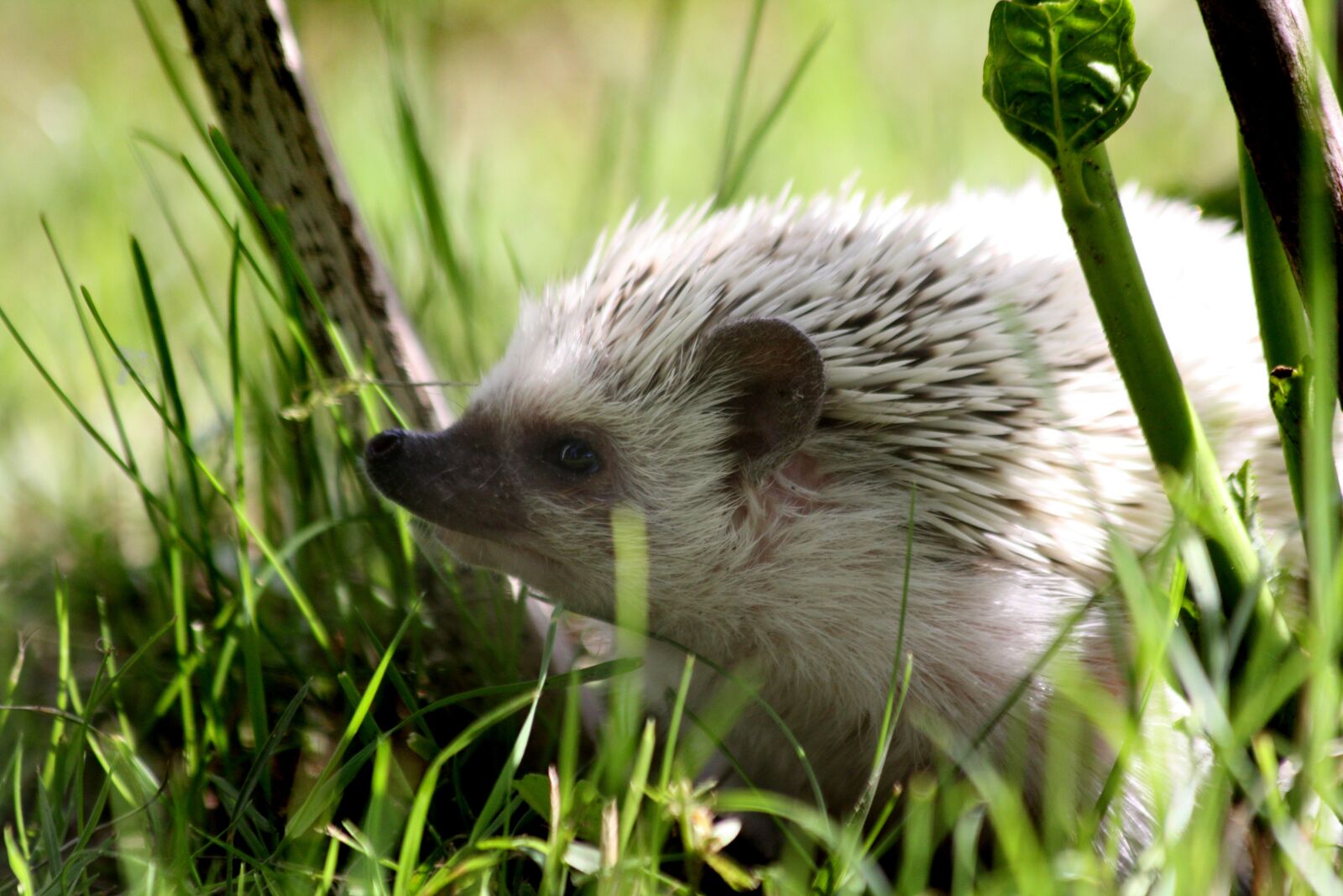 Canon EOS 450D (EOS Rebel XSi / EOS Kiss X2) sample photo. Nature, hedgehogs, african photography