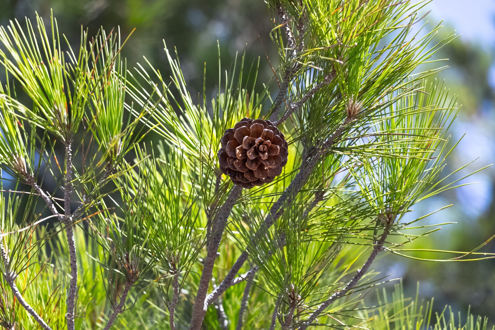 Canon EOS 80D sample photo. Pine cone, nature, tree photography