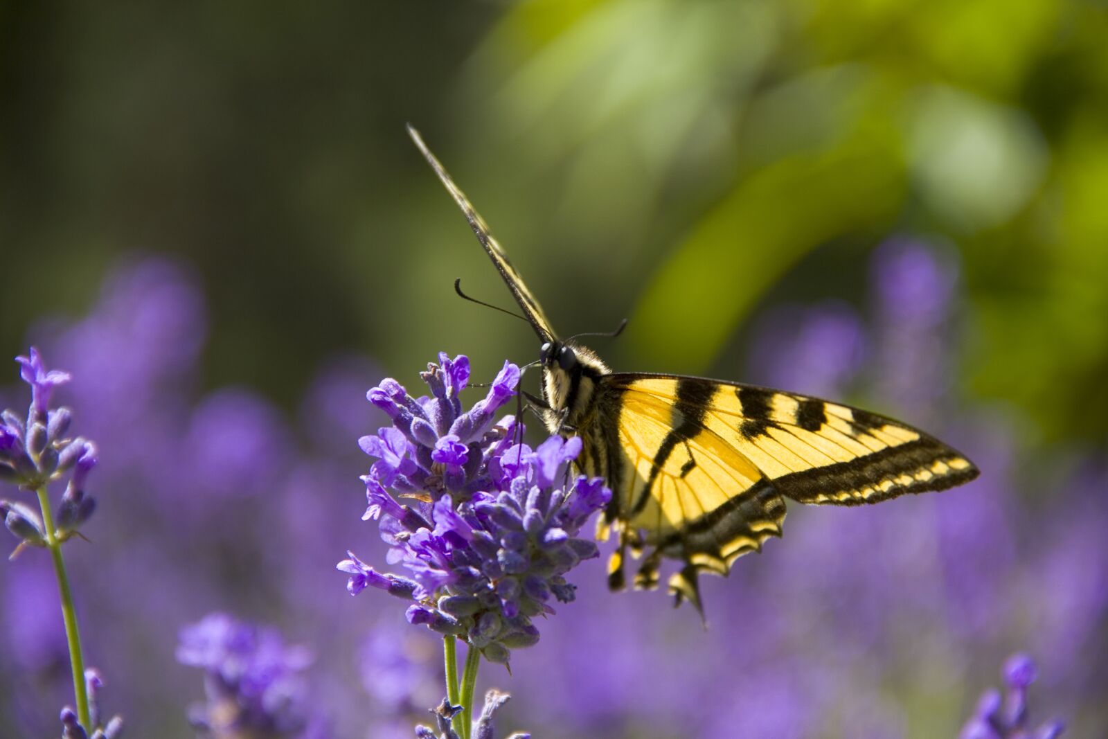 Canon EOS 550D (EOS Rebel T2i / EOS Kiss X4) sample photo. Monarch butterfly, flowers, spring photography