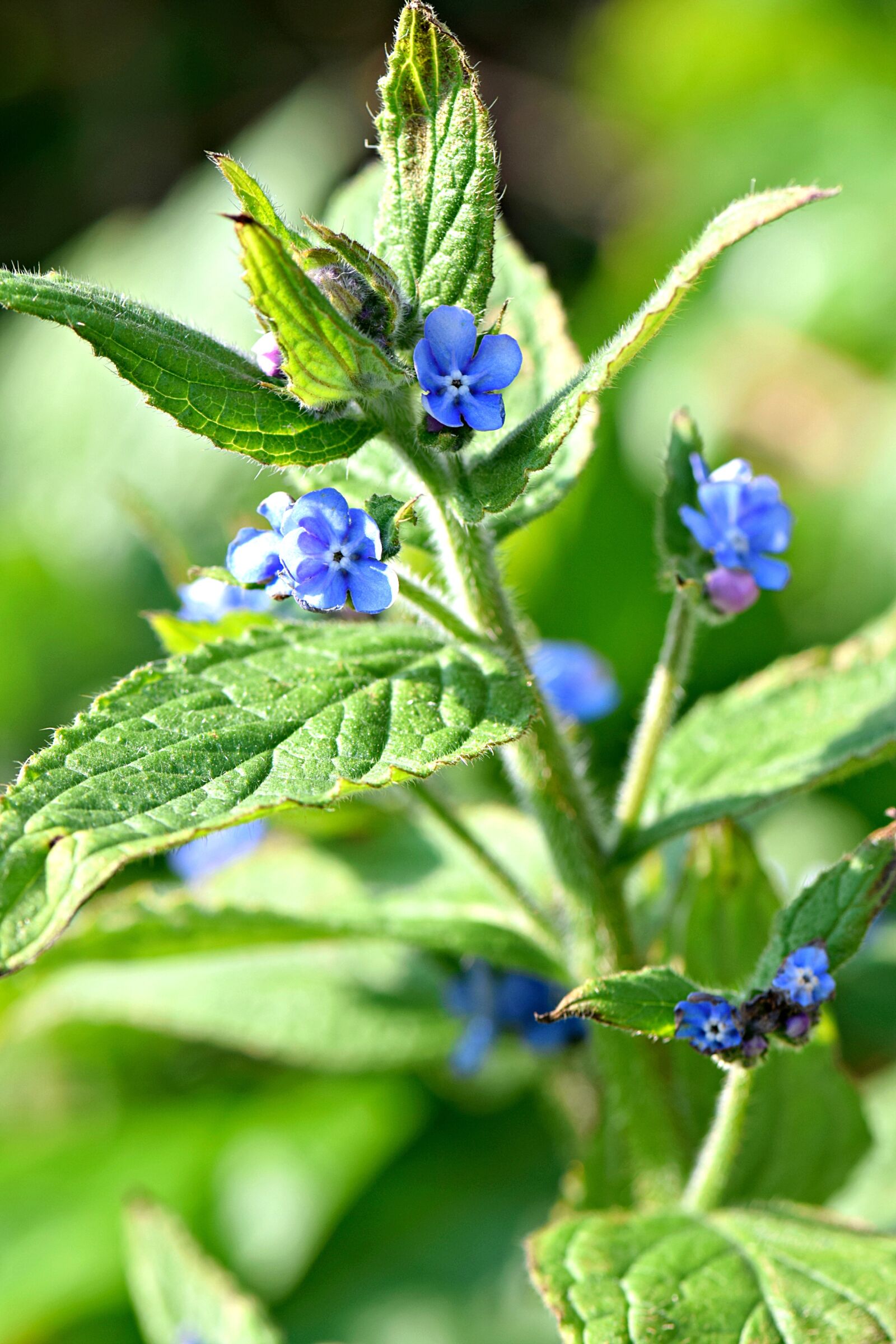 Nikon D5300 sample photo. Brunnera, flowers, nature photography