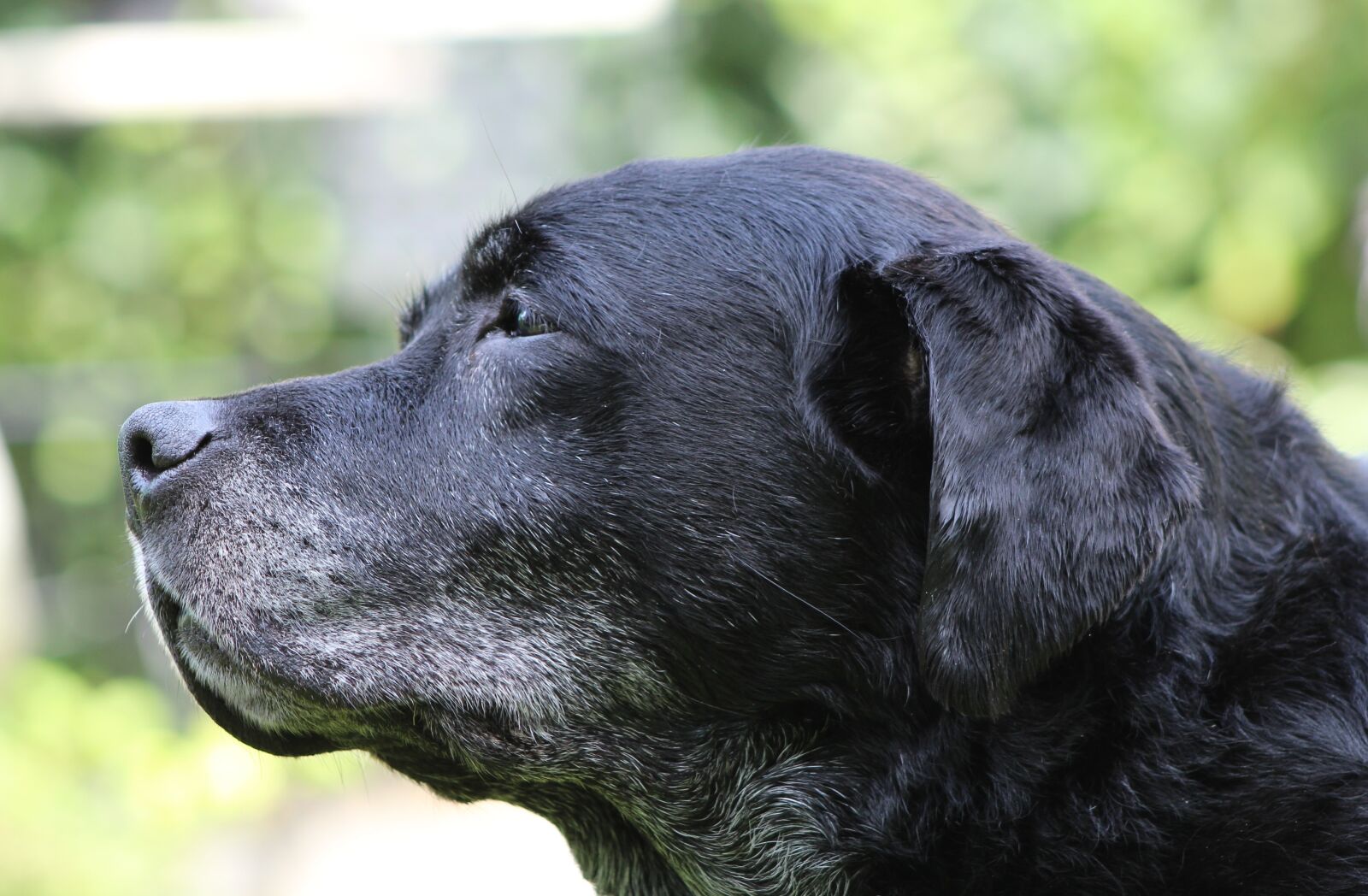 Canon EOS 600D (Rebel EOS T3i / EOS Kiss X5) sample photo. Dog, labrador, black photography
