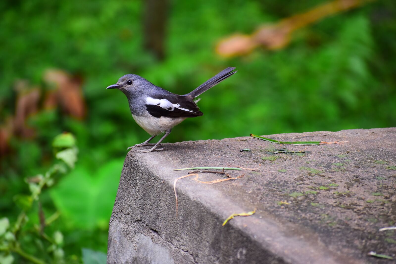 Nikon D5600 sample photo. Nature, outdoors, bird photography