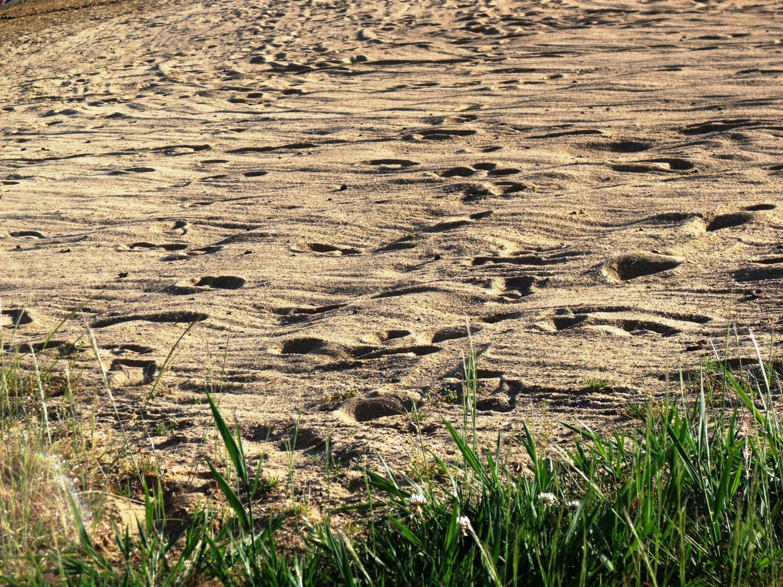 Fujifilm FinePix S1500 sample photo. Footprints, sand, water nature photography