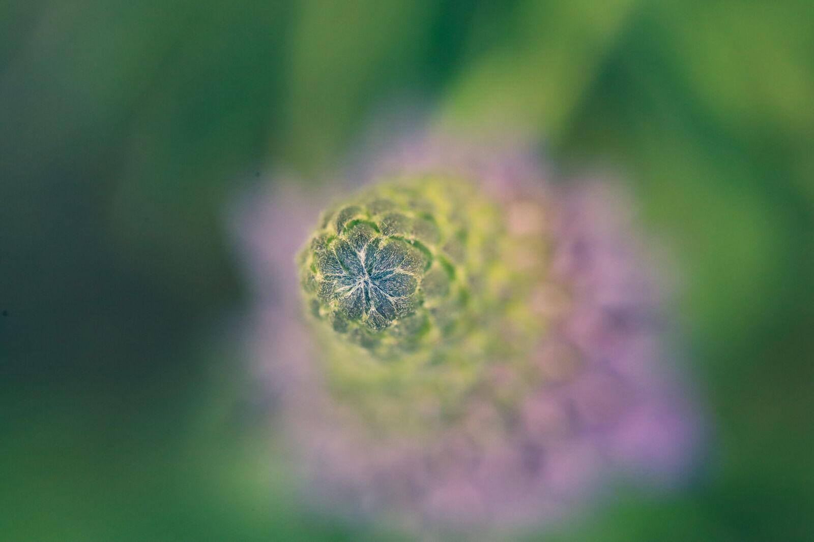 Canon EOS R sample photo. Lupin, flower, nature photography