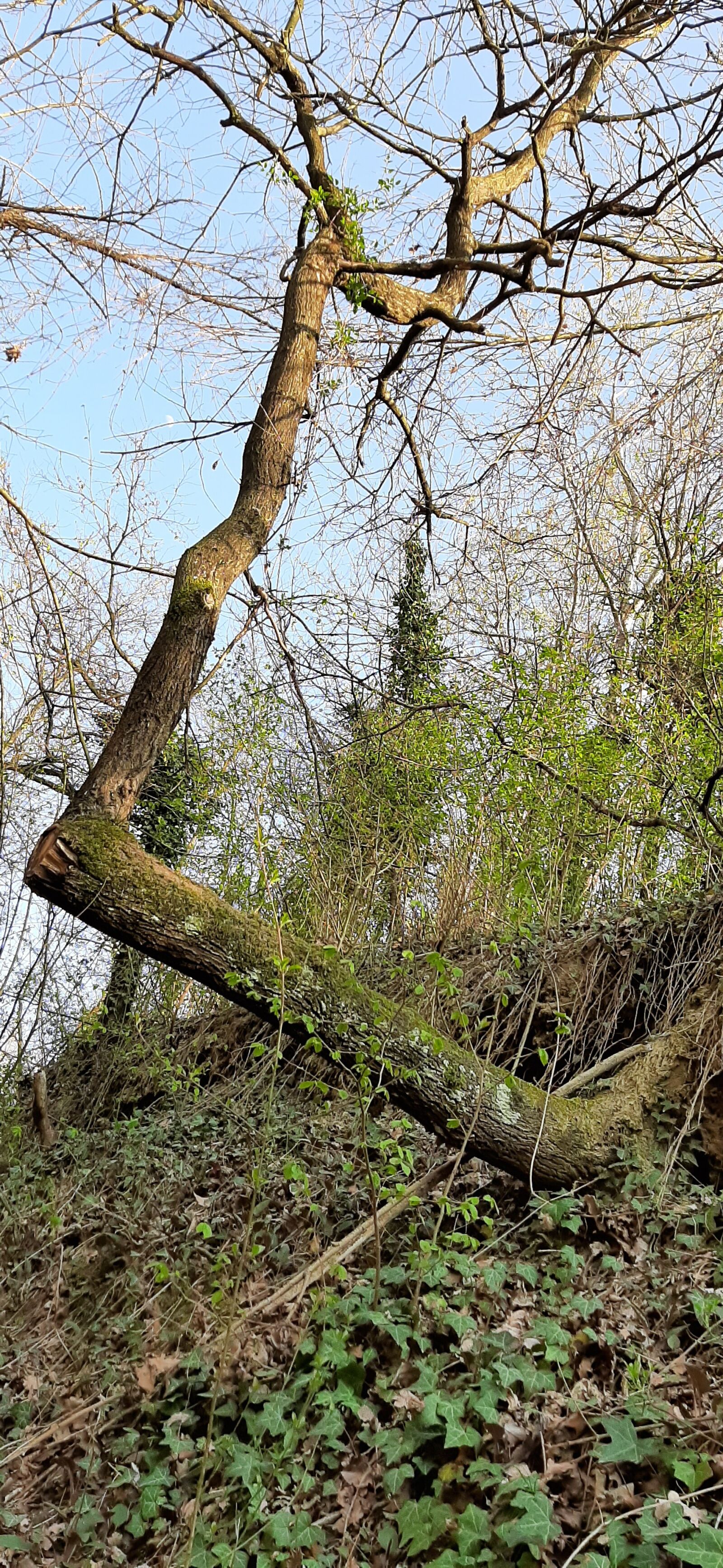 Samsung Galaxy A50 sample photo. Nature, italy, tree photography